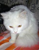チビ猫