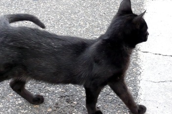 子猫