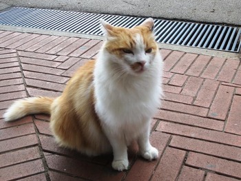 フレンドリーな猫