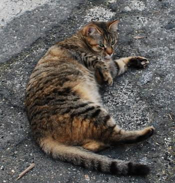隣家の猫アリーチェ