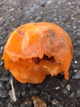 6b340e6a.jpg
