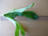 P1140202