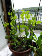 P1140121