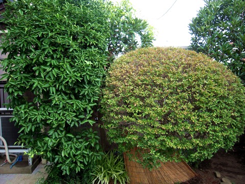 DSCN3860-1