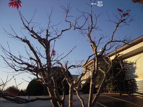 DSCN2620-1