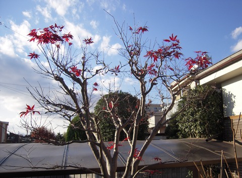 DSCN2616-1