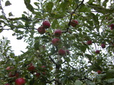 CIMG1054