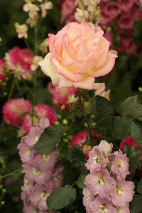 薔薇