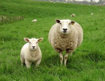 740923150_77e777af_sheep-and-lamb-on-the-grass_2285920
