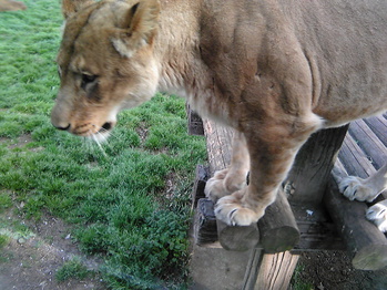 Image038
