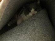 IMG_4261_SP0000