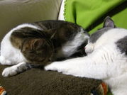 IMG_4224_SP0000