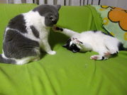 IMG_4265_SP0000