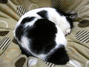IMG_4222_SP0000