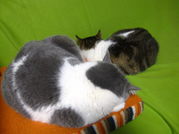 IMG_4276_SP0000