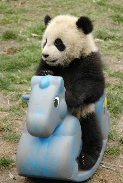 panda-cute