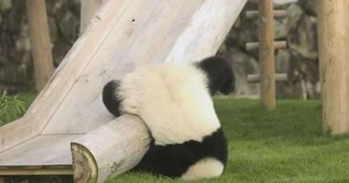 Funny-Mill-Funny-Panda-Collection-pic-1