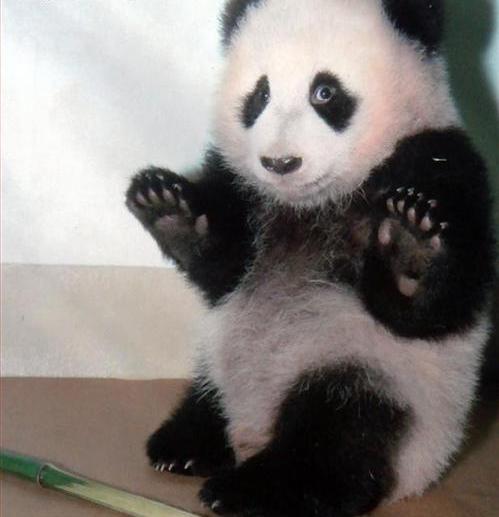 hilarious-jokes-funny-panda