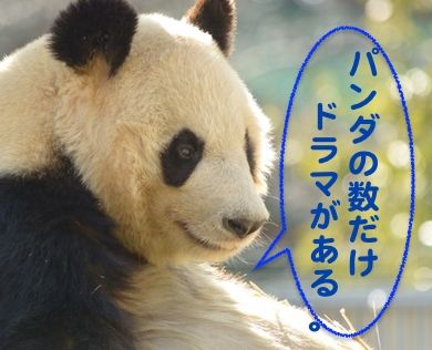 上野のパンダの歴史 メキシコとの共同繁殖計画 夏に向けて脂肪を