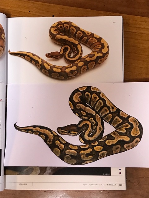 ボールパイソン描いてみました3 : 羊毛の苑～生き物羊毛フェルト～
