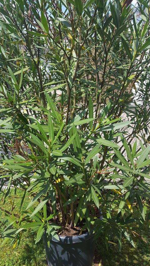 20180515_134742