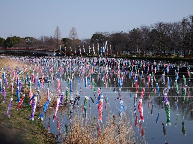 koinobori
