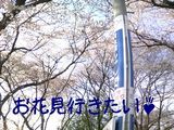 花見