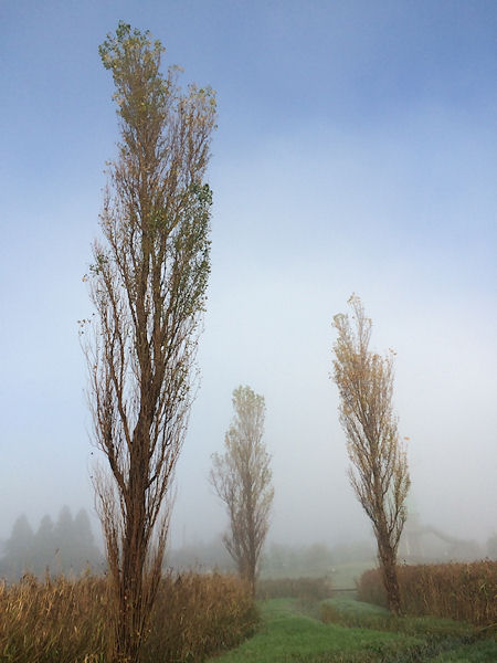 foggy day6