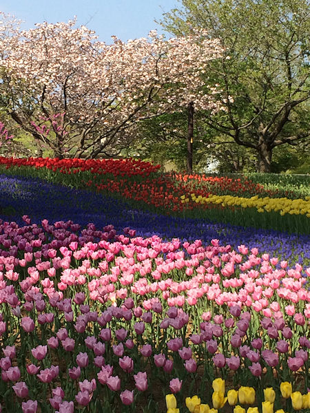2014nemophila12.jpg