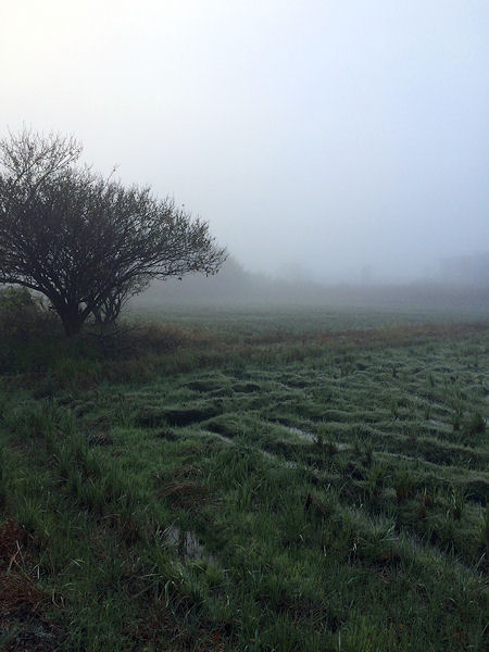foggy day2