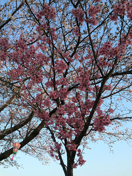 sakura-coconut-cake10.jpg