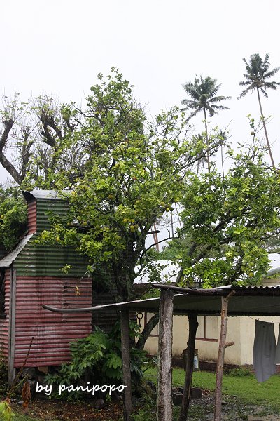 kanacea11