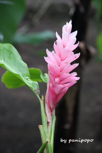 kanacea