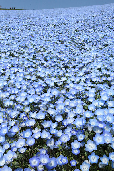 2014nemophila3.jpg