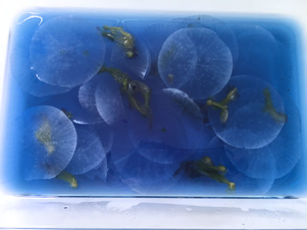 blue-batterfly