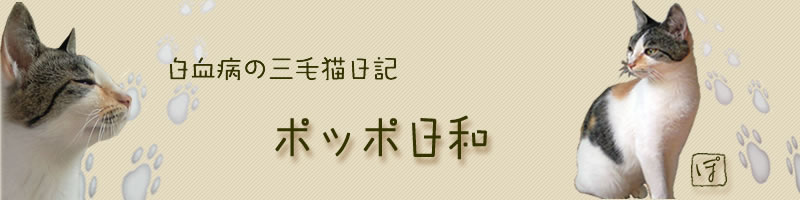 ポッポ日和