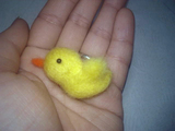 ひよこ