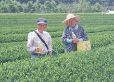 しまんと緑茶