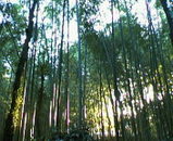 ad5c90d4.jpg