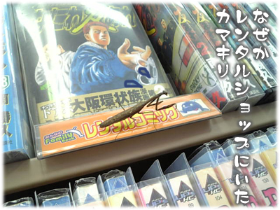 ナゼかレンタルショップにいたカマキリ