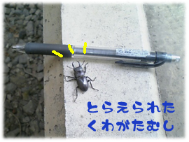 とらえられたくわがたむし