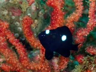 PB040991