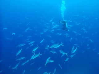 Pohnpei0533