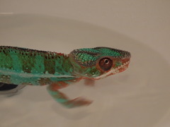 P4177470