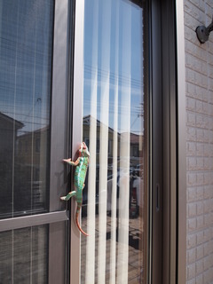 P4177506