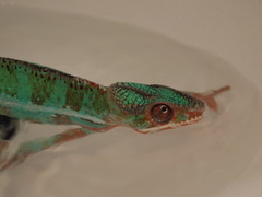 P4177469