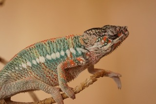 DSC02521x