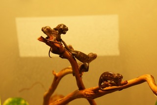 DSC04395x