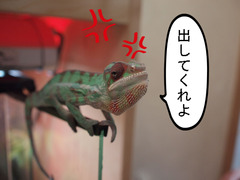 BlogPaint