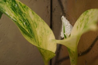 DSC01900x